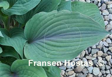 Hosta Jane's Blush